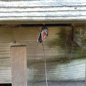 Meet your Posher, Jeannie